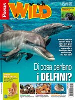 Focus Wild 